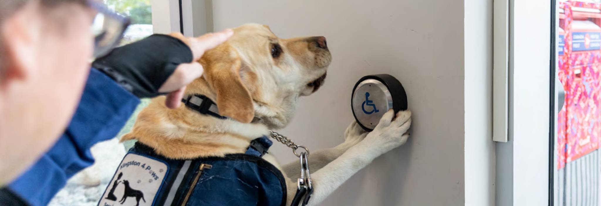 A service dog follows the direction of its handler and pushes a post office automatic door open button with its paws.