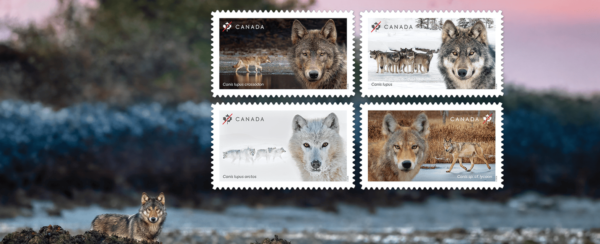Close-up portraits of 4 wolf species featured on new stamps, including grey, eastern, Arctic grey and coastal grey wolves in Canadian landscapes.