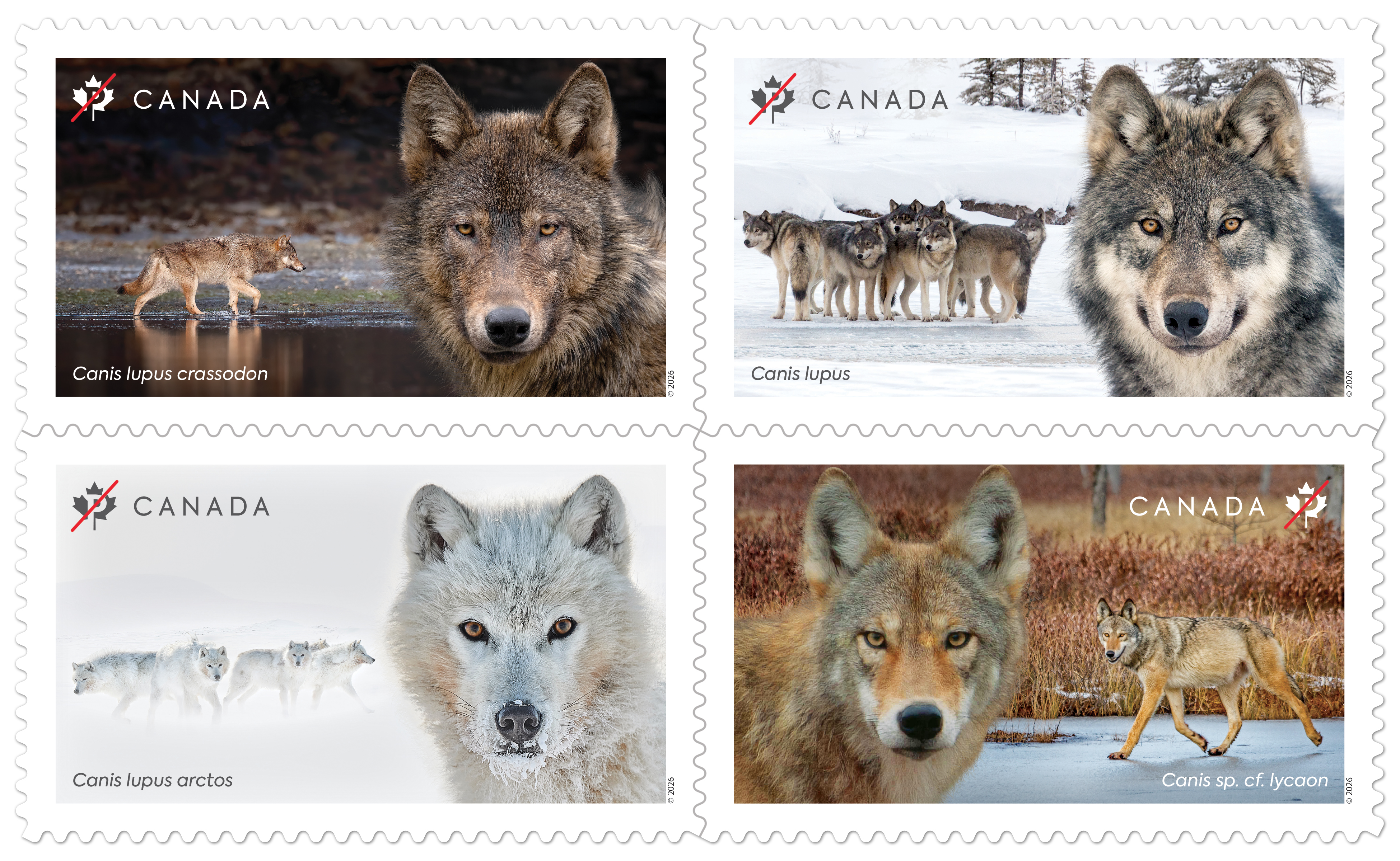 Canada Post issues four-stamp Wolves set highlighting a keystone species