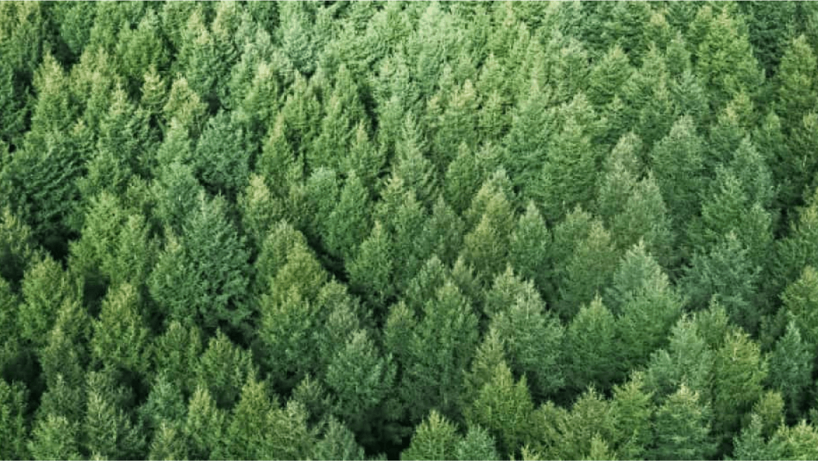 Une vue aérienne d’une forêt verte et dense.