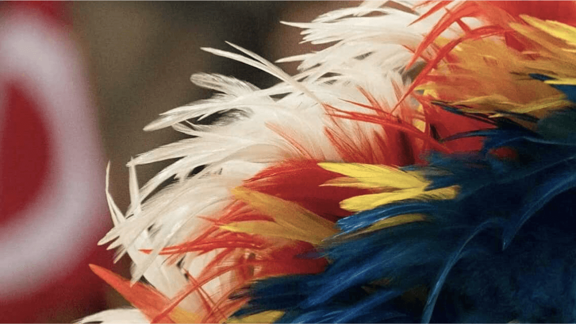 Gros plan sur des plumes aux couleurs vives sur une tenue cérémoniale autochtone.
