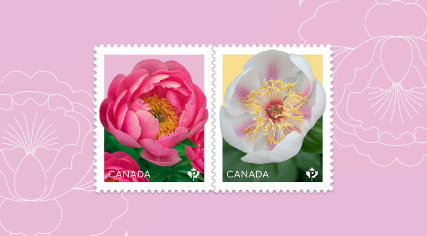 L'émission 2025 de la série florale présente deux pivoines, la 'Cythera' et la 'Marie-Victorin', deux fleurs développées par des spécialistes du Canada.