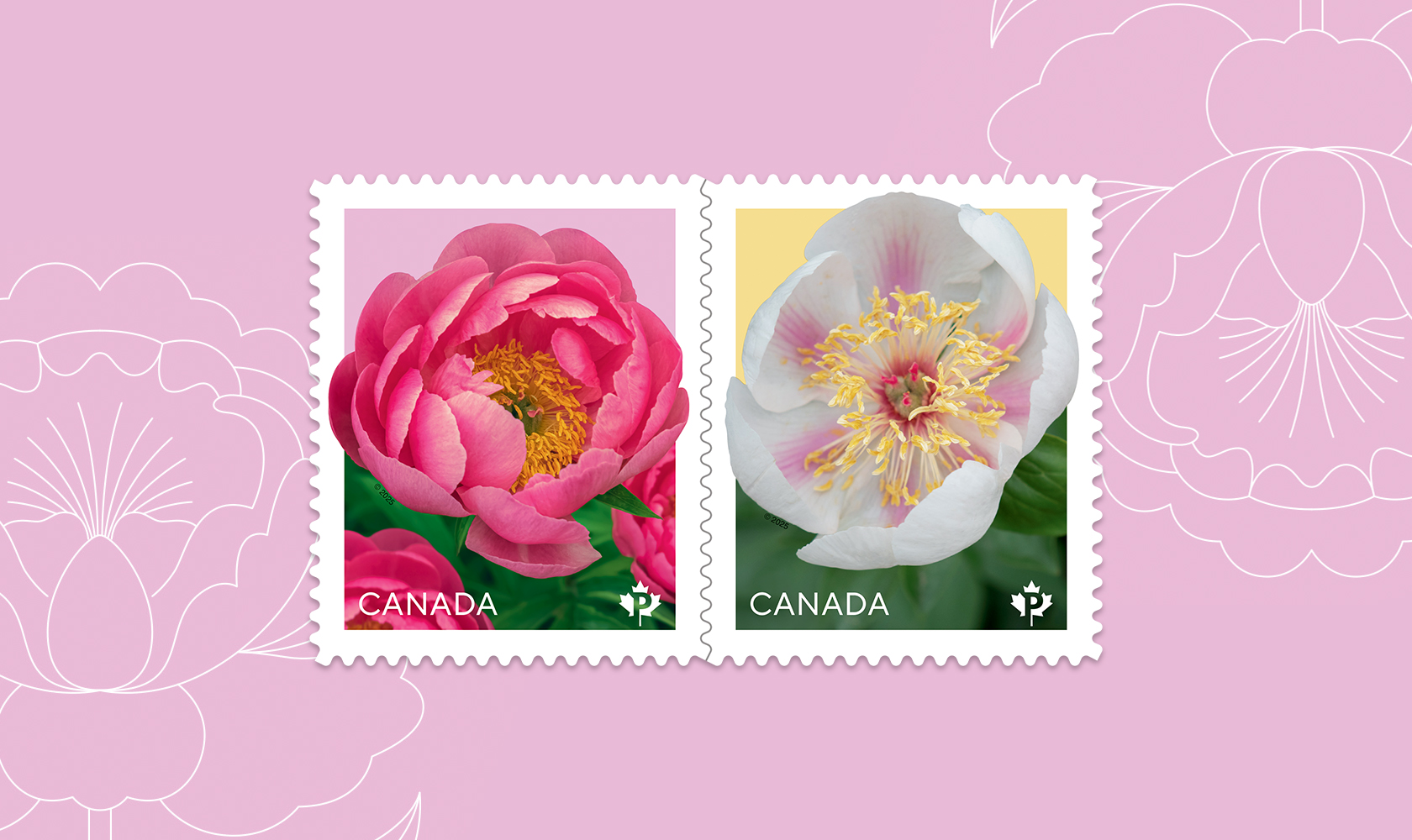 L'émission 2025 de la série florale présente deux pivoines, la 'Cythera' et la 'Marie-Victorin', deux fleurs développées par des spécialistes du Canada.