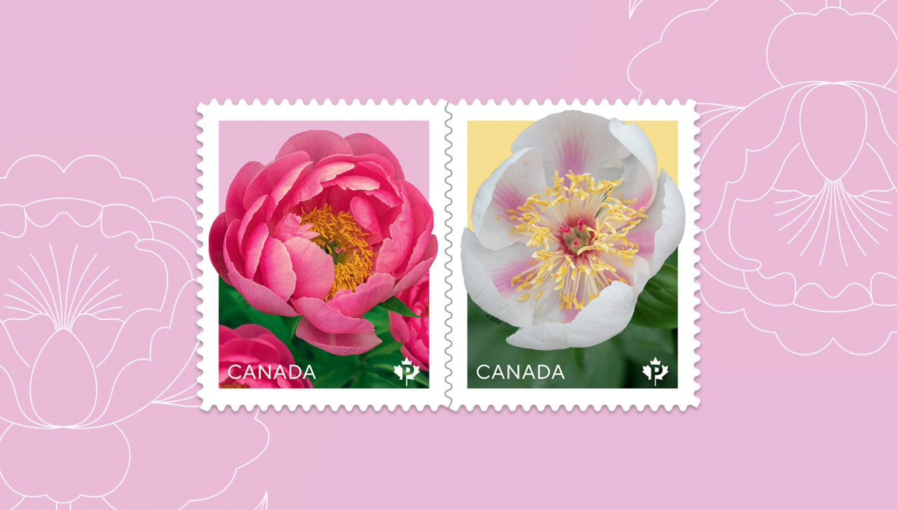 L'émission 2025 de la série florale présente deux pivoines, la 'Cythera' et la 'Marie-Victorin', deux fleurs développées par des spécialistes du Canada.