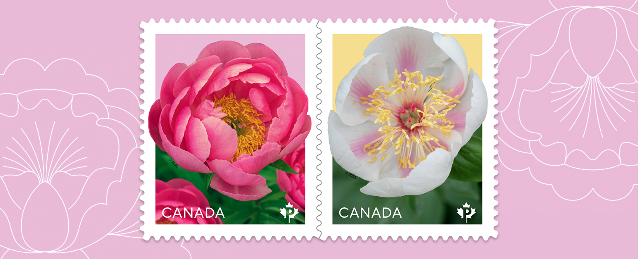 L'émission 2025 de la série florale présente deux pivoines, la 'Cythera' et la 'Marie-Victorin', deux fleurs développées par des spécialistes du Canada.