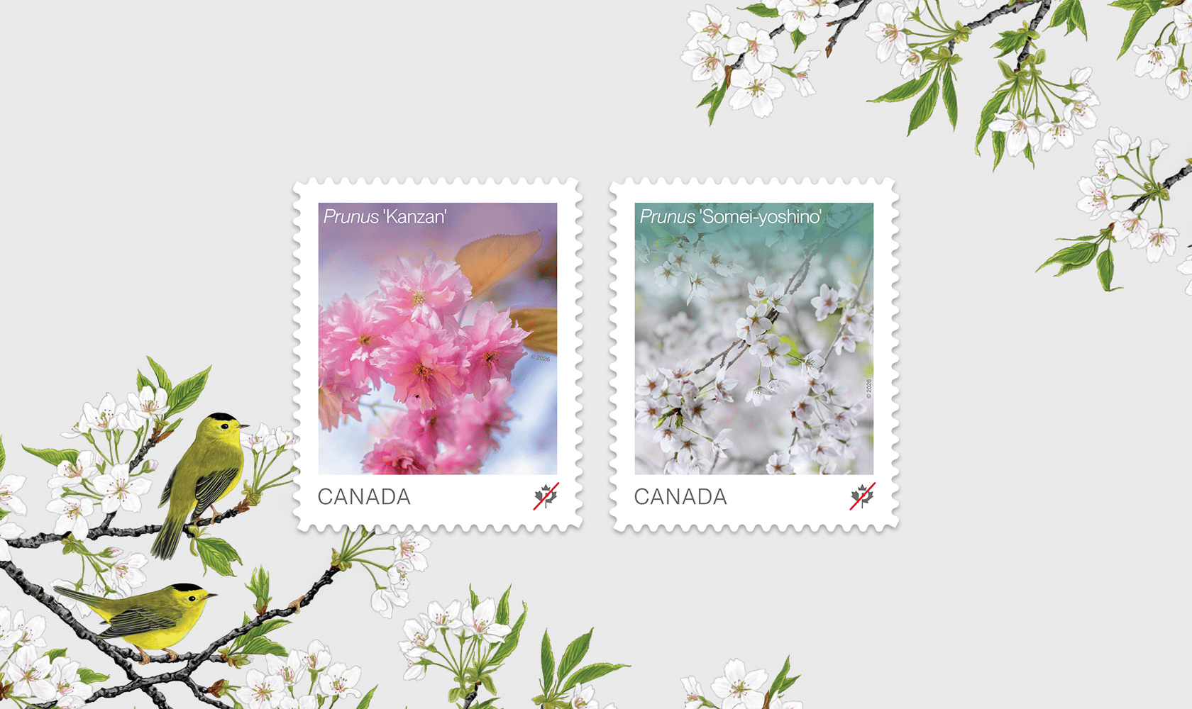 Les deux timbres floraux de 2026, présentant les fleurs de cerisier du Prunus 'Kanzan' et du Prunus 'Somei yoshino' et une illustration d’une paruline sur une branche fleurie.