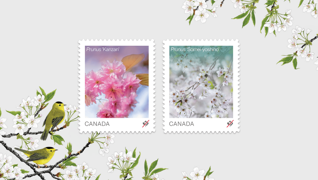 Les deux timbres floraux de 2026, présentant les fleurs de cerisier du Prunus 'Kanzan' et du Prunus 'Somei yoshino' et une illustration d’une paruline sur une branche fleurie.