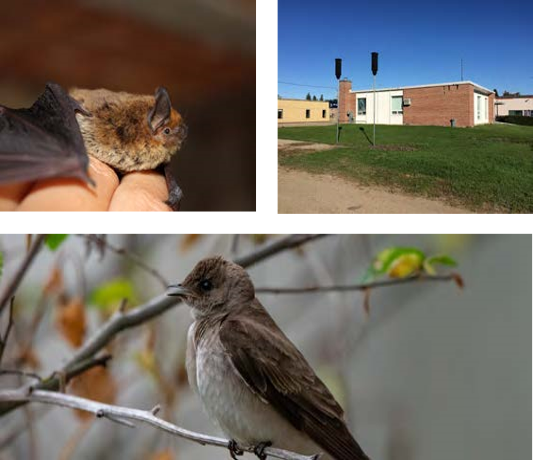 Collage de 3 images:  Une chauve-souris brune dans la main d’une personne, deux nichoirs à chauves-souris sur des poteaux à l’extérieur d’un bureau de poste, un martinet ramoneur perché sur une branche.
