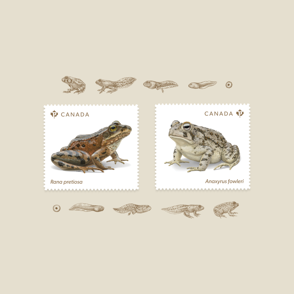 Les 2 timbres Grenouilles en voie de disparition. Un montre la grenouille maculée de l’Oregon et l’autre, le crapaud de Fowler. 